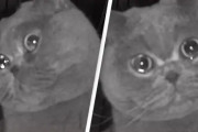 猫が泣いてる！帰らなきゃ！帰省中涙を浮かべている猫の姿が監視カメラに映り予定を早めて帰宅した飼い主