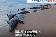 157頭のクジラ打ち上げられる　オーストラリアの浜辺　救助困難で安楽死へ