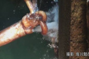 【新潟】ダイオウイカか…赤い巨大なイカが すごい勢いで水を吹き出す映像を撮影 (動画)