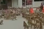 サルって本当に恐ろしい・・・。タイの街中で起こった猿同士のギャングの抗争。海外の反応