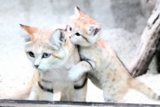 【世界最小級の野生猫】「砂漠の天使」スナネコの赤ちゃん、母親とともに公開。神戸どうぶつ王国