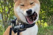 【画像】柴イッヌさん、どんぐりに舌鼓を打ってしまうwwwﾑｸﾞﾑｸﾞ~♪