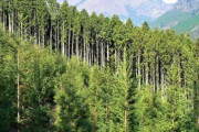 【怒報】日本にスギの木植えたやつ誰だよｗｗｗｗｗｗｗｗｗｗｗｗｗｗｗｗ