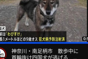 【朗報】逃走していた四国犬「わびすけ」捕獲