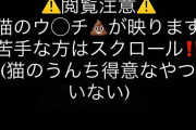 【閲覧注意】自分のウンチが大好きすぎる猫が見つかる