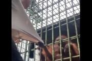 【動画】人間さん、オランウータンさんにビビり散らしてしまう…