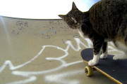 【動画】スケボー猫 他【再】