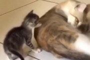 【ネコ】ママの仕草を見て真似る子猫が可愛すぎる動画が人気に。