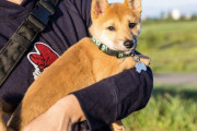 【柴犬画像】3ヶ月の豆風の柴男、24時間のドッグランに 走り回ってご満悦、2歳の柴男 ほか