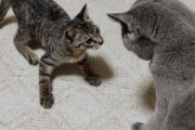 【画像多め】VIPPERから譲り受けた子猫、先住猫と仲良く喧嘩するwwww