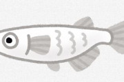 メダカの水合わせしてるから見て?