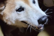 【17歳】ワイの犬見て（※画像あり）