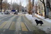 左見て右見て。ロシアの賢いワンちゃんにほっこりする動画。