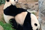 香港動物園のパンダさん、コロナのせいで暇を持て余し10年ぶりに交尾するｗｗｗｗｗｗ