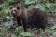 【悲報】クマさん、また外飼いの犬を襲う！犬小屋ごと引きずり逃亡・・・・・