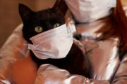 【ベルギー】新型コロナ、飼い主から猫に感染することが判明