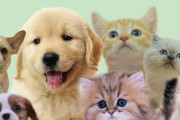 犬や猫を飼うことで得られる満足感は『年収1300万円増』に匹敵すると判明