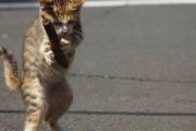 【画像あり】ホームラン猫、見つかるｗｗｗｗｗｗｗｗｗｗ