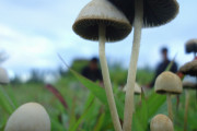 マジックマッシュルームに脳神経結合を再生する効果が判明