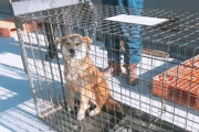 韓国紙「済州山間に野犬2千匹余り生息 ... 最上位の捕食者として君臨」韓国の反応