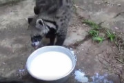 【悲報】タヌキさん、水を飲むのが下手すぎる