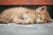 猫飼いにとっては夏の風物詩　「猫が落ちている」とは？