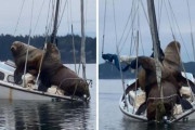 【でけぇ！】推定1トン！巨大な「トド」が港に停泊するヨットを沈ませようとしてしまうｗｗｗｗｗ（動画あり）