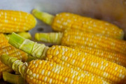 トウモロコシ「種子甘くなります。害獣に食われます」