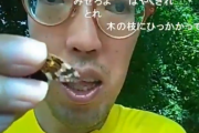 【狂気】底辺YouTuber、バズりたくてセミを踊り食いしてしまう・・・