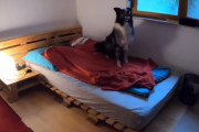 電気を消してブランケットまで自分でかける！”おやすみ”までの流れを完璧にこなすオーストラリアンシェパードに驚き！