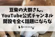 【悲報】豆柴の大群さん、YouTube公式チャンネル開設も全く話題にならない……。