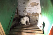 引っ越し先の新居で地下室になんと犬が繋がれていた！救助に喜ぶ犬の姿に思わず涙が……