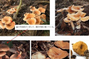 日本の毒キノコ、症状が陰湿すぎて炎上