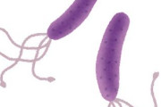 お前ら「ピロリ菌」って知ってる？検査してる？