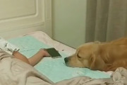 飼い主が眠りに落ちるとスマホを片付け毛布をかけ電気を消してくれる犬