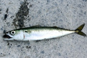 【恋愛】釣った魚に餌をやらない男