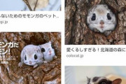 【あつ森】もんぺの名前の由来って何？ほんとに衣類のやつからひっぱってんの？【どうぶつの森 まとめ】