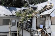 【事故】突風で倒木、車が下敷きに…運転席の男性が死亡