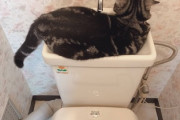 猫好きなワイ　猫がすごいところで寝てるので仕方なくコンビニのトイレに行く