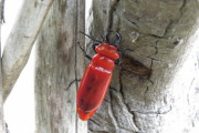 “赤いクワガタ”関西にも出没 触るとカブレ【ヒラズゲンセイ】