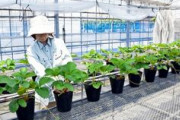 【イチゴ】佐賀の新品種「いちごさん」の苗、盗難相次ぐ…農家困惑「何のため？必要なら苗を買えばいい」