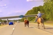 【動画】ハイウェイを逃げる牛を投げ縄で捕縛するカウボーイがカッコイイ。