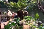 溝にハマった子象をショベルカーで救出！親象のお礼ポーズ