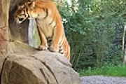 入園客の目の前で・・ 女性飼育員がトラに襲われ死亡 「本能に従っただけ。トラの処分は行いません」 ＝ チューリッヒ動物園