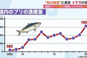 【海】北海道、サケが獲れなくなった代わりにめちゃくちゃブリが獲れるようになるブリブリ