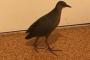 【悲報】家の中に鳩が侵入してきたんやが