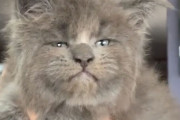吾輩は猫である。子猫時代から貫禄のある表情を見せるメインクーンの子猫