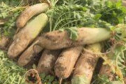 暖冬で野菜安値、農家は“豊作貧乏”に　大根の処分が7倍以上
