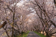【画像】桜、綺麗