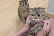 【ねこ画像】二本足で立ち上がって見つめてくる猫さん…「なんですかにゃ？」と言い出しそうなお顔ですwww